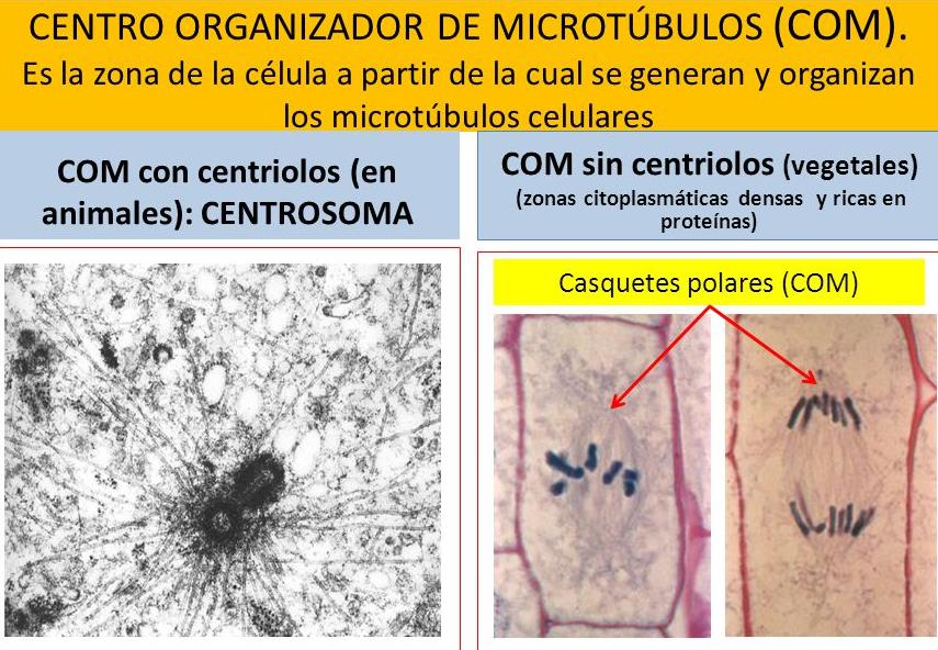 microtúbulos (cilios, flagelos, huso mitótico).