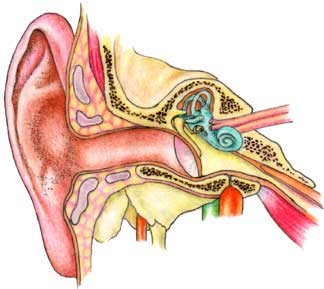 La infección puede extenderse del oído medio al cerebro. Este sumario le enseñará acerca de las causas, los síntomas, el diagnóstico y los diferentes tratamientos para la otitis media.