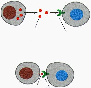 INTERCAMBIO DE INFORMACIÓN Células emisoras Señalización mediante moléculas segregadas célula señalizadora célula receptora molécula