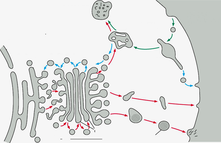 CITOSIS Exocitosis Endocitosis lisosoma membrana plasmática envoltura nuclear retículo