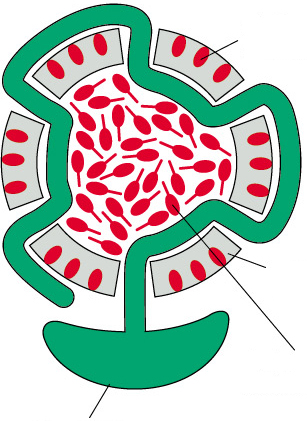 Endocitosis mediada por receptor LDL receptores de LDL membrana plasmática depresión cubierta vesícula cubierta ENDOCITOSIS PERDIDA DE LA CUBIERTA endosoma de reciclaje RECUPERACION DE RECEPTORES DE