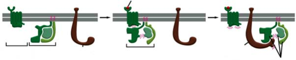 Receptores de superficie Receptores ligados a proteínas G molécula señal receptor inactivo