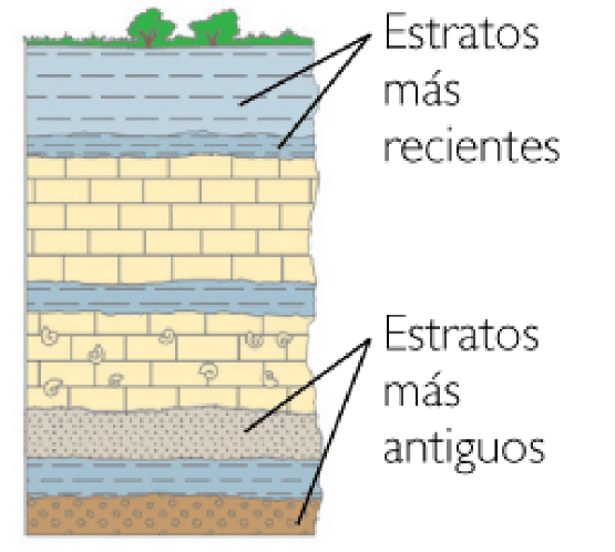 MÉTODOS DE DATACIÓN RELATIVA Las rocas sedimentarias se forman por depósitos de sedimentos en capas horizontales.