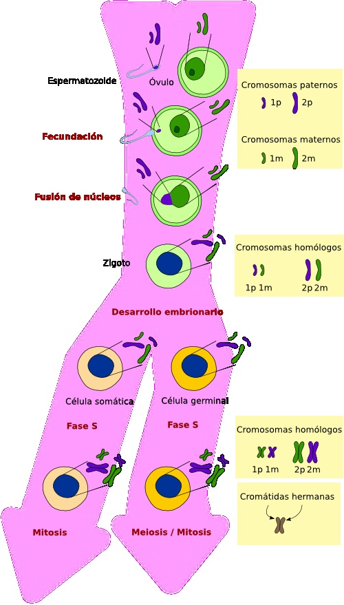 La célula. 9. Meiosis. 4 1. MEIOSIS Las células que componen un organismo pluricelular se pueden dividir en dos grandes tipos: somáticas y germinales.