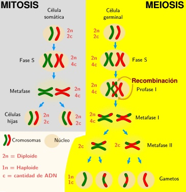 La célula. 9. Meiosis 6 Mitosis y la meiosis.