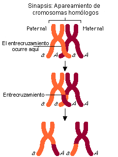 Segregación de Genes en la Meiosis -2 Otra manera por la que la meiosis genera variabilidad genética, es a través del proceso de entrecruzamiento (crossing-over) entre las cromátidas maternas y