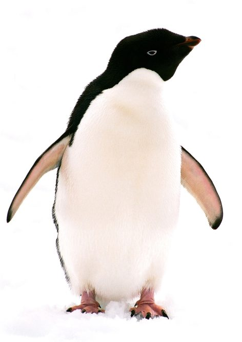 En este taller te contamos todo sobre estos simpáticos animales y además, te podrás llevar un pingüinito de recuerdo. De 13 a 14 h.