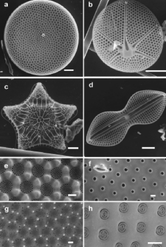escala _ a-d: diatomeas e-h: zoom a los poros de cada
