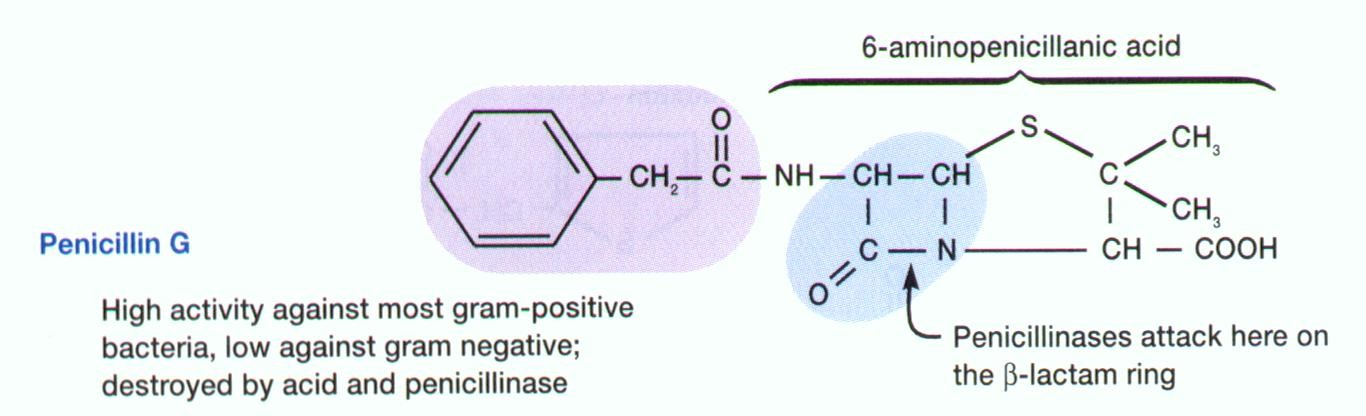 Acción de la β-lactamasa Las bacterias Gram pueden producir una enzima, βlactamasa, que destruye el anillo β-lactano.
