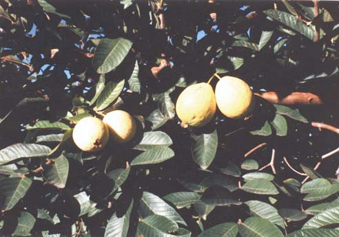 CARACTERISTICAS DESCRIPTIVAS Familia: Myrtaceae. Nombres Comunes: Guayaba, guava. Origen: Brasil (Menon, 1951). Distribución: 30ºLN a 30º LS (Benacchio, 1982).