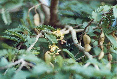 CARACTERISTICAS DESCRIPTIVAS Familia: Caesalpineaceae (Leguminosae) Nombres Comunes: Tamarindo, Tamarindo de la India, Pachuhuk, Pachuhul, Pah ch uhuk.