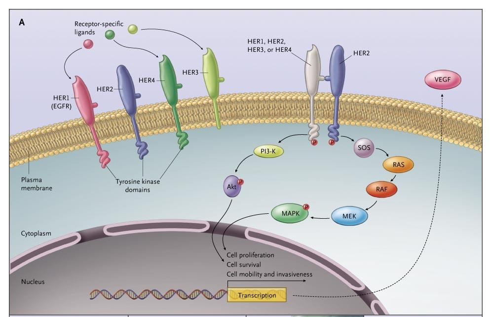 Vía de señalización HER-2 Immune System ADCC