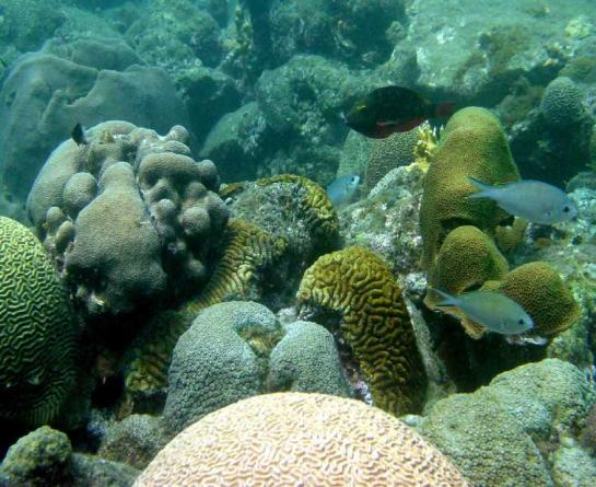 Ecosistema Arrecifes coral de Caribe
