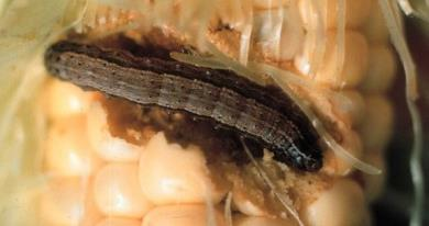 Comparativo con otras plagas de maíz: Estado biológico Helicoverpa armigera Helicoverpa zea Spodoptera frugiperda Mythimna