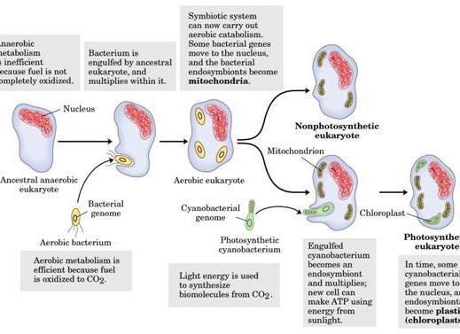 4.- EVOLUCIÓN DE LA CÉLULA Y SUS ORGÁNULOS La evolución de la célula ha pasado por diferentes etapas: 1º: Moléculas con capacidad autorreplicativa (Ácidos Nucleicos: ADN y ARN).