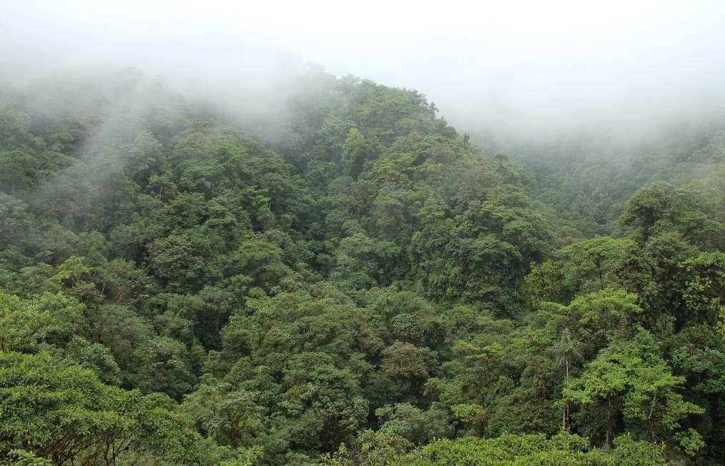 Bosques Andinos 25% de la extensión de los Andes Alta biodiversidad endémica Importante reservas de carbono