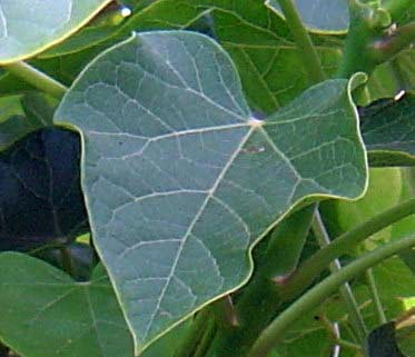 Piñón, Jatropha curcas y su potencial como planta