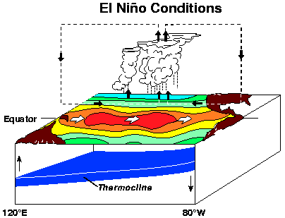 El Niño: Madurez En la región cercana a Oceanía al oeste de 180 de longitud, donde la temperatura de la superficie del mar es más alta, se desarrolla gran nubosidad y precipitación.