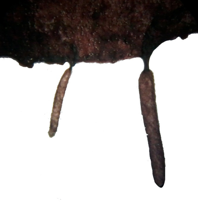 Talo femenino maduro con tetrasporofitos epífitos en fresco (a), carposporofito