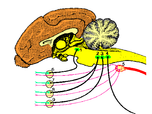 Esquema del SNA a nivel de la cabeza 1/6 III par craneano/ganglio ciliar (m liso del globo ocular) 2/7 VII par craneano/ganglio pterigomandibular (gland nasales, lagrimal) 2/8 VII par