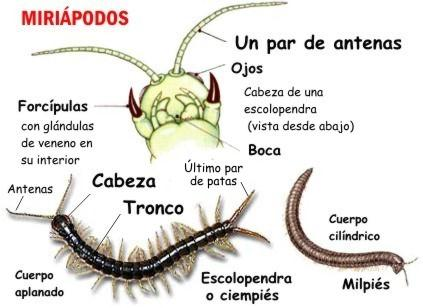 Miriápodos Cabeza: Formada por el acron más 5 ó 6 segmentos. Un par de antenas; un par de mandíbulas que carecen siempre de palpo; con ó sin el segundo par de maxilas. Con ojos simples laterales.