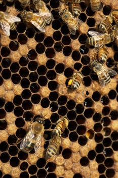 son muy útiles, por ejemplo, las mariposas hacen seda, las abejas nos dan miel