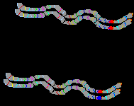 Esquema de la dotación Cromosomica del canario MACROSOMAS (9 Pares) MICROSOMAS (30 ó mas Pares) En cada par de cromosomas, los dos que lo forman generalmente son morfológica e intrinsecamente