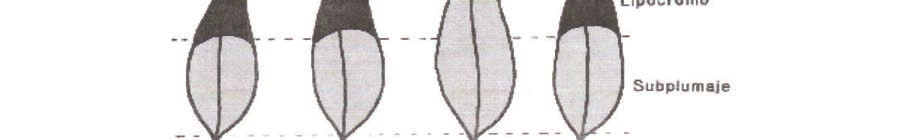 LA CATEGORÍA Este término se refiere exclusivamente al lipocromo, e indica su distribución sobre el canario, Estando determinado por la naturaleza y estructura de la pluma.