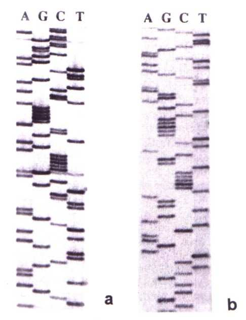 4 Figura 2 Problema 8 Para estudiar la replicación del DNA cromosomal en Escherichia coli se creció un cultivo en un medio que contenía: 49 mm Na 2 HPO 4, 22 mm KH 2 PO 4, 50 mm NaCl, 10 mm glucosa,