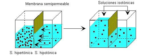 diluida a través de una membrana semipermeable, es decir, para evitar