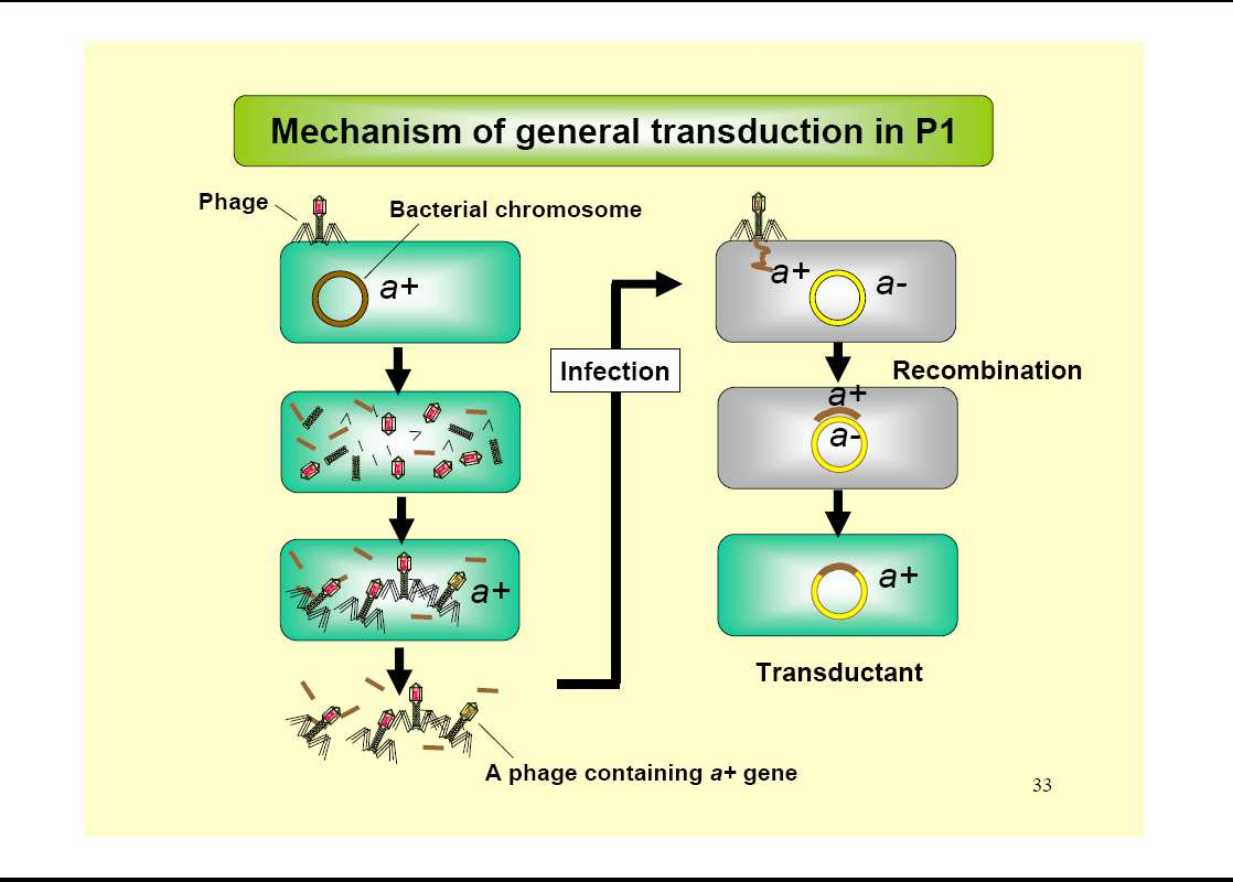 Mecanismo de transducción generalizada en P1 Transducción generalizada: -Cualquier segmento del donador -Infección