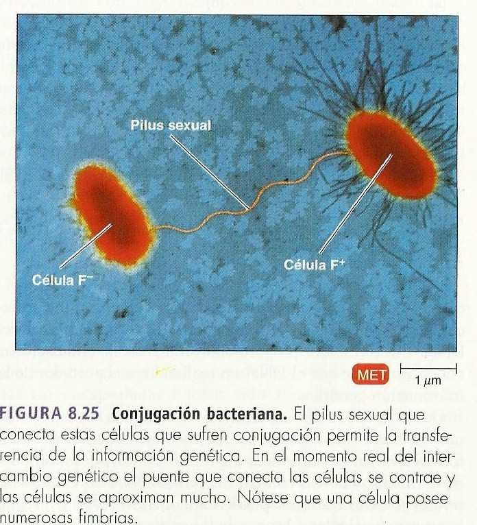 Implica el contacto entre células bacterianas (apareamiento).