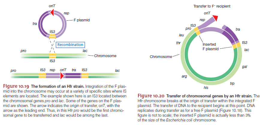 Integración del plásmido F en el cromosoma bacteriano Secuencias de inserción (IS): elementos móviles presentes en el cromosoma de E.