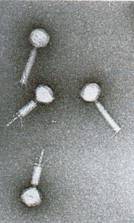 Bacteriófago Mu : Genoma vírico completo contenido dentro de un transposón.