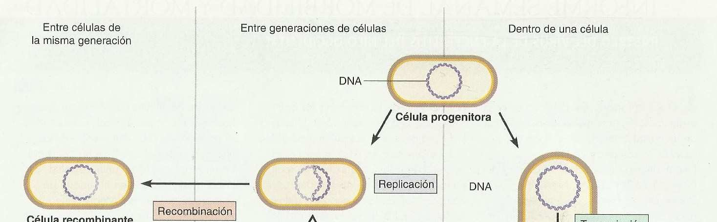 Flujo de la información genética en células procariotas Tomado de :