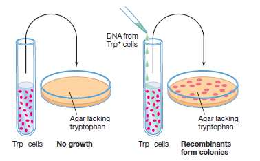 Detección de la Recombinación Células fenotípicamente diferentes a sus progenitores Células receptoras que carezcan de alguna características seleccionable (auxótrofas) que los recombinantes ganarán