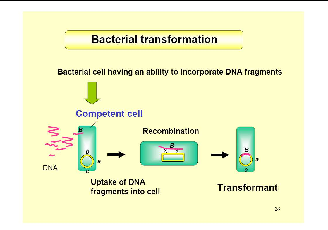 Transformación bacteriana proceso de transferencia genética por el cual fragmentos de DNA son incorporados en una célula receptora y se lleva a cabo un cambio genético Competencia en la