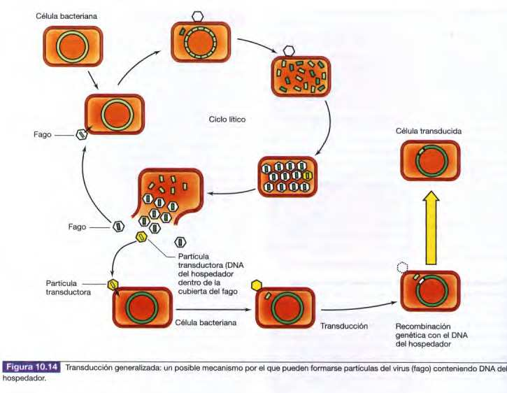 Transducción: un virus bacteriano transfiere el DNA de una célula bacteriana a otra Transducción generalizada: Cualquier fragmento de DNA del hospedador es empaquetado en el interior del virión