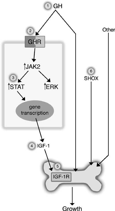 estos se destacan la via de las Janus kinasa 2 (JAK 2) y tirosin kinasa que son activadas por la unión de H y su receptor para la formación de receptores de dimerización.