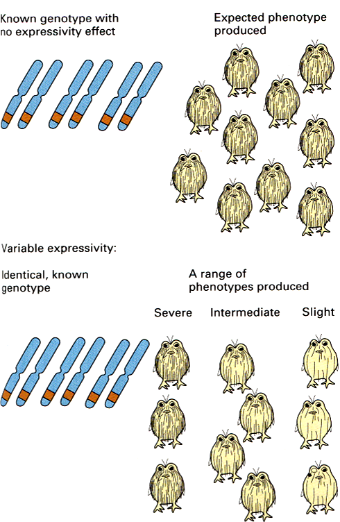 Expresividad de un gen: Es el tipo o el grado de manifestación
