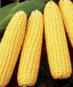 Variedades de maíz Por qué es importante la fibra? El maíz es rico en fibra. La fibra se encuentra sólo en los alimentos vegetales y pueden mantenerlo saludable de muchas formas.