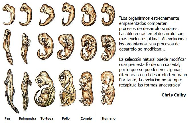 Evidencias de Evolución: 3. Biología del desarrollo - La evolución es un proceso conservativo; construye sobre estructuras previas.