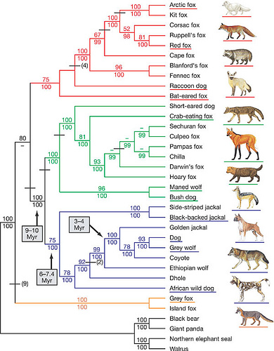 Evidencias de Evolución: 5. Análisis Moleculares Código genético universal basado en ADN, sugiere un ancestro común. - Las tasas de mutación permiten determinar relaciones de parentesco filogenético.