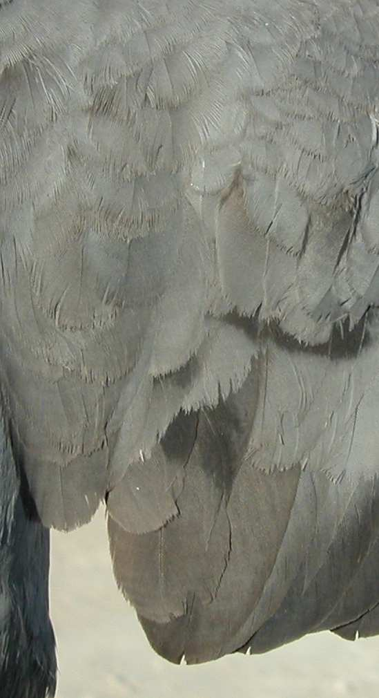 EDAD Pueden reconocerse hasta 4 tipos de edad: Juveniles sin iridiscencia en el cuello; coberteras del ala, terciarias y plumas del dorso de color marrón; patas grisáceas.