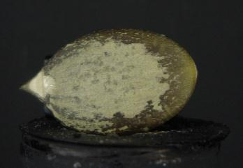 se puede observar una semilla de zapallo sin cáscara, en la figura 2.
