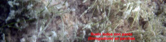 marinos Syringodium y Thalassia cubiertos por algas