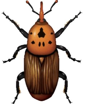 EL PICUDO ROJO El picudo rojo de la palmera, Rhynchophorus ferrugineus (Olivier, 1970) es un coleóptero de origen tropical, originario del sudeste asiático y Oceanía.