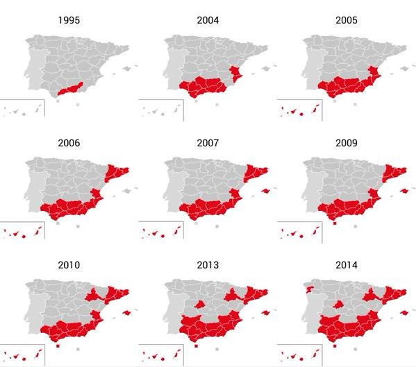 Expansión del Picudo Rojo en España BIOLOGÍA DEL INSECTO El picudo rojo se desarrolla en el interior de las plantas a las que parasita de forma específica.