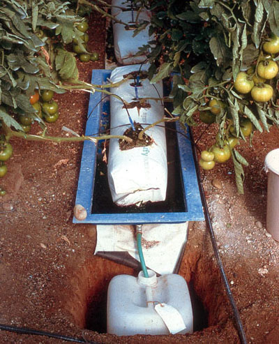 (derecha). revista 26 183-MARZO 2005 HORTICULTURA aportar el agua y los nutrientes de forma automatizada.