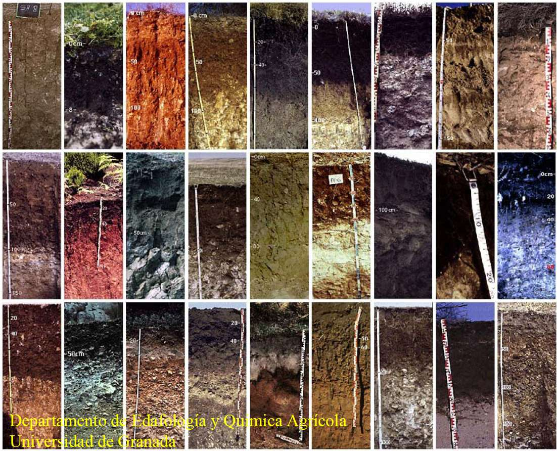 COLOR NEGRO: Materia Orgánica Buena fertilidad Buena estructura Actividad biológica Los atributos del suelo se relacionan con su color, el